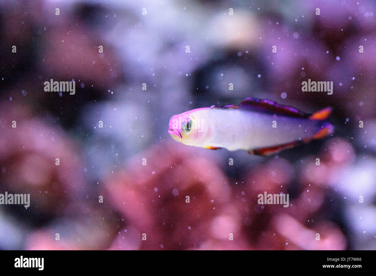 Purple cap firefish, Nemateleotris decora, darts through the saltwater on a tropical reef in the ocean. These colorful fish are purple and white with  Stock Photo