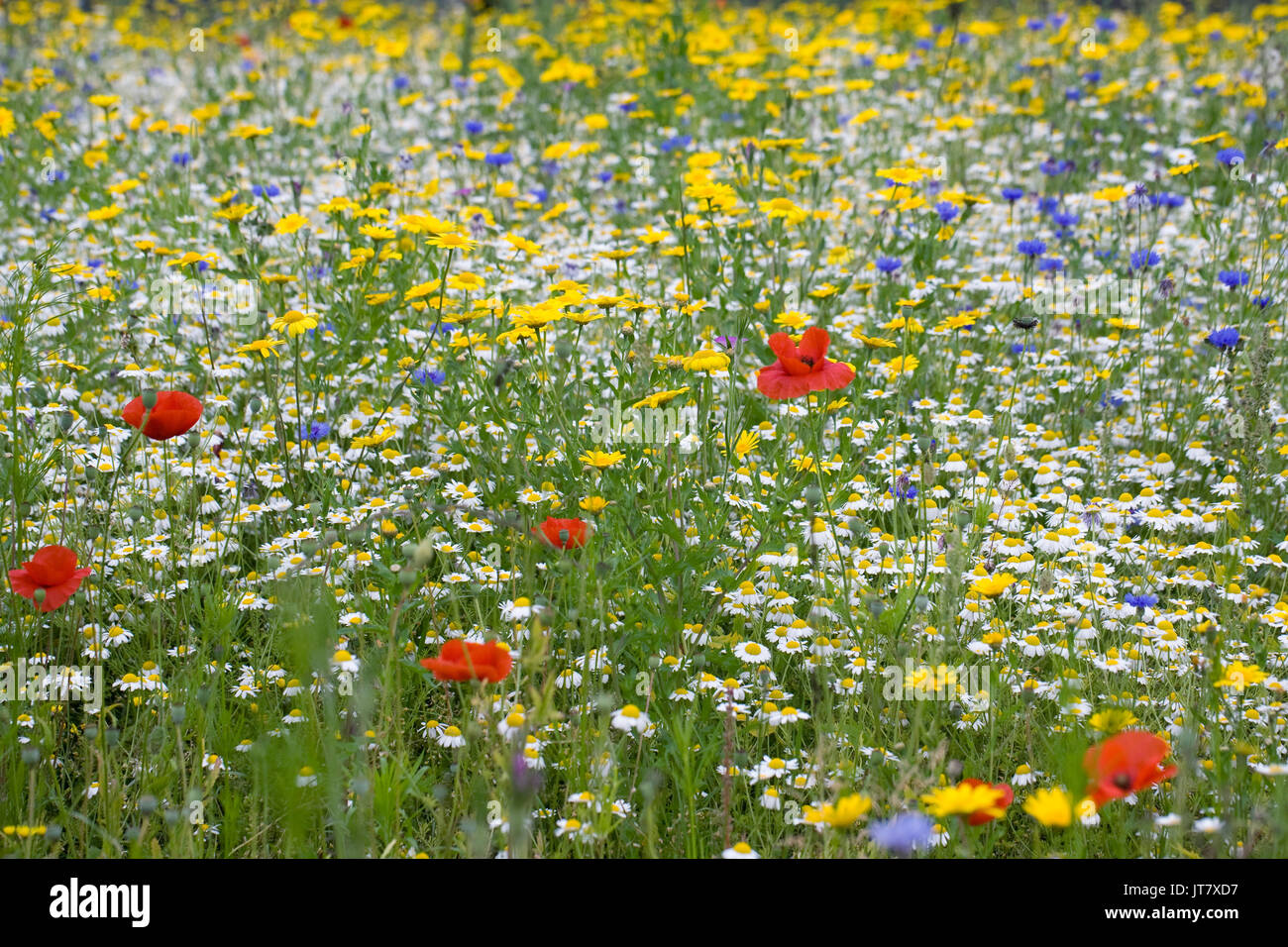 Insect friendly wildflower uk hi-res stock photography and images - Alamy