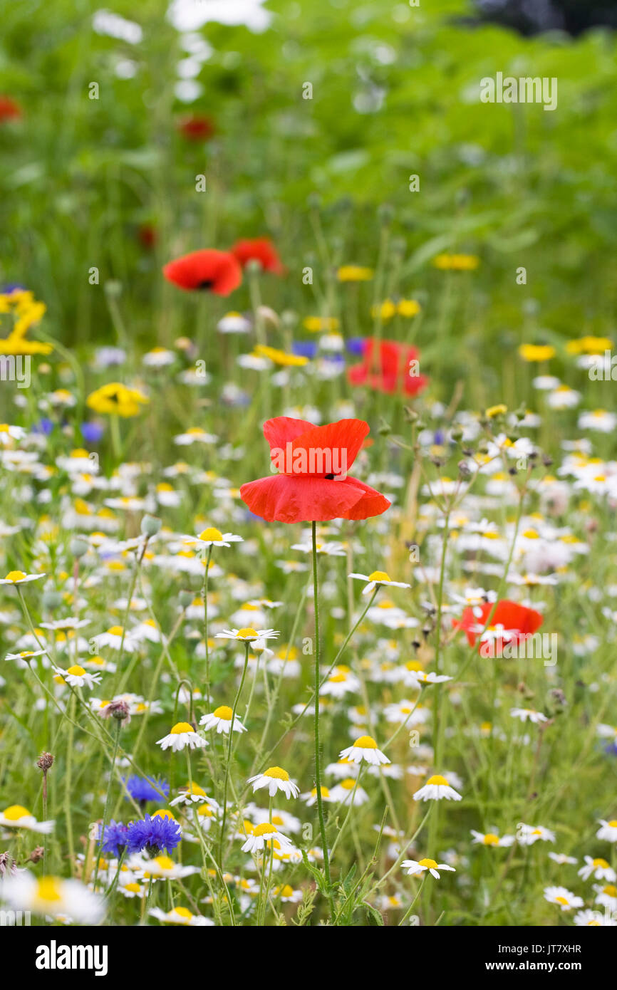 Wildflower meadow in Summer Stock Photo - Alamy