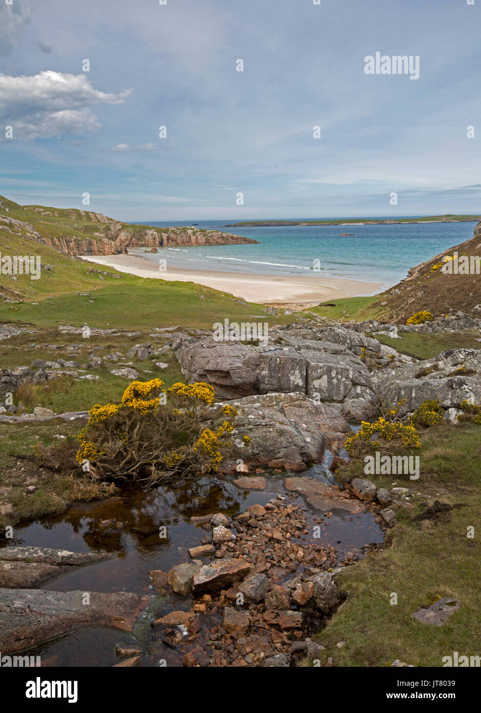 Coastal landscape with sandy beach in secluded rocky bay with foreground daubed with golden flowers of gorse under blue sky near Durness, Scotland Stock Photo