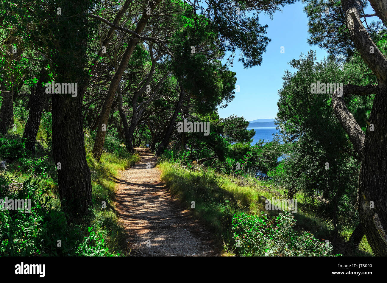 Pine forest on the sea coast Stock Photo - Alamy