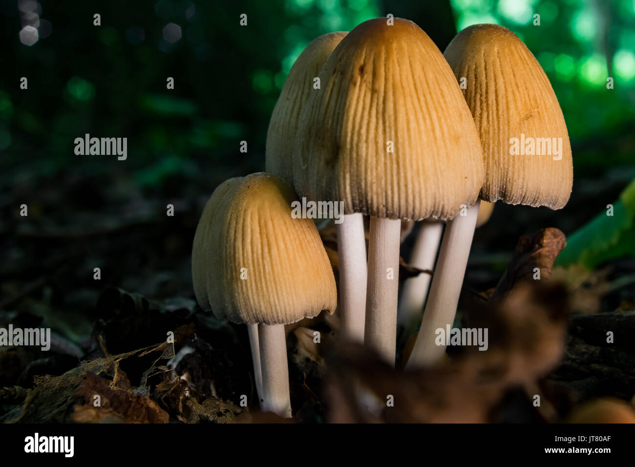 fungi Stock Photo