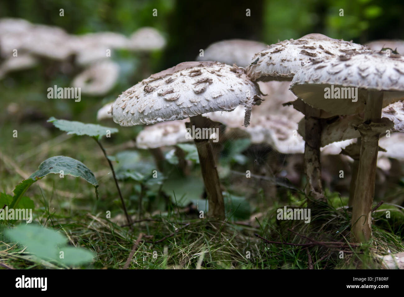 fungi Stock Photo