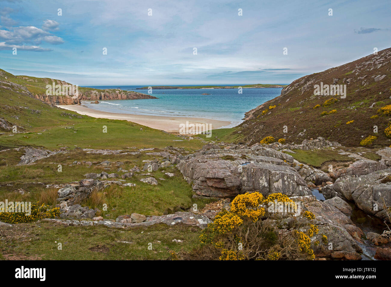 Coastal landscape with sandy beach in secluded rocky bay with foreground daubed with golden flowers of gorse under blue sky near Durness, Scotland Stock Photo