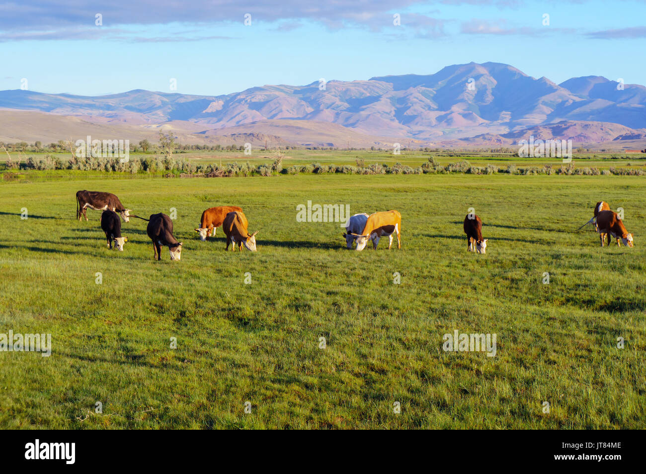 Cows and calves grazing in a meadow in sunrise light Stock Photo - Alamy