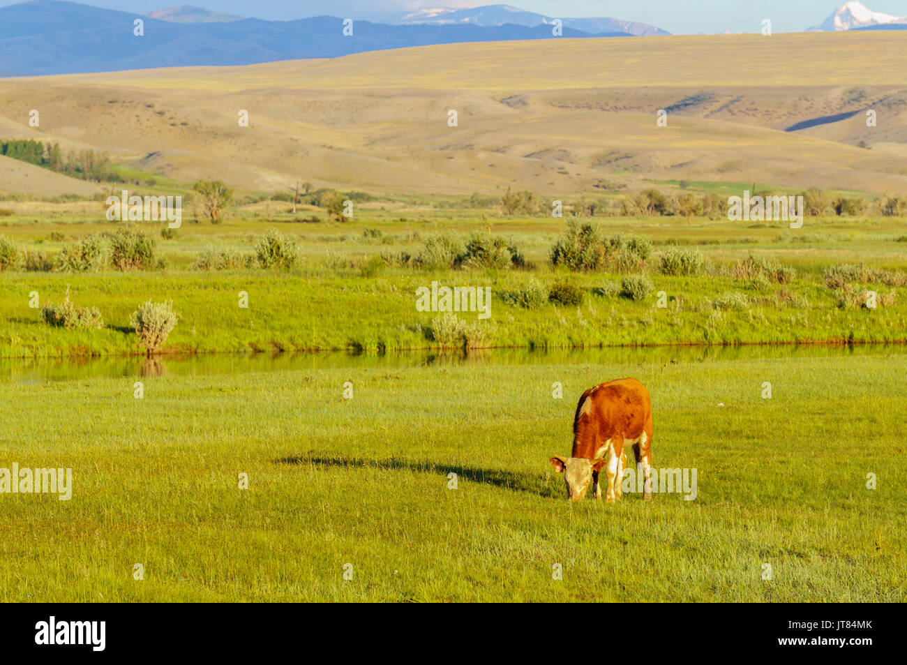 Cows and calves grazing in a meadow in sunrise light Stock Photo - Alamy