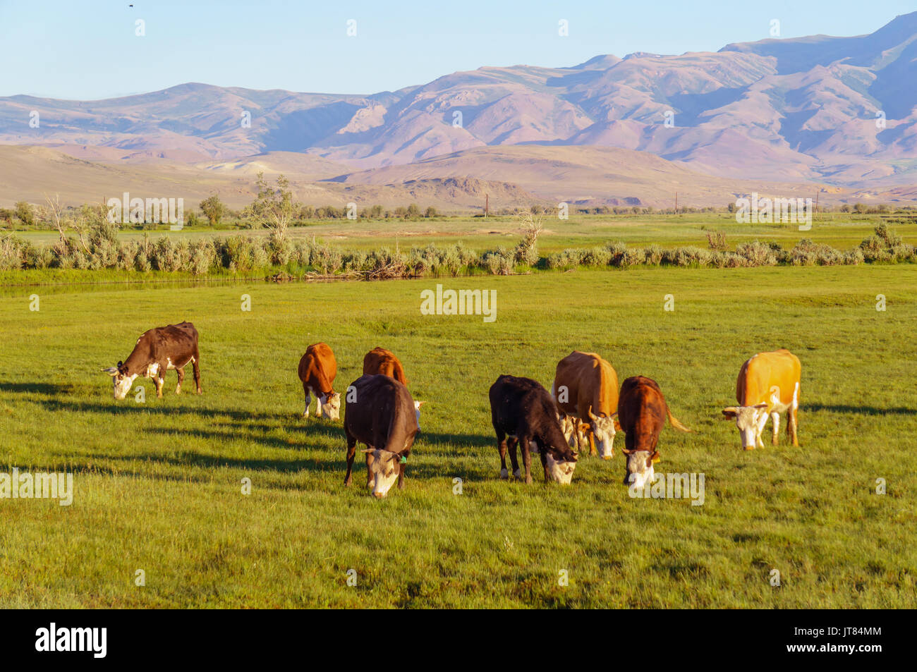 Cows and calves grazing in a meadow in sunrise light Stock Photo - Alamy