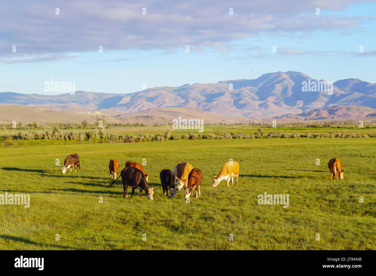 Cows and calves grazing in a meadow in sunrise light Stock Photo - Alamy