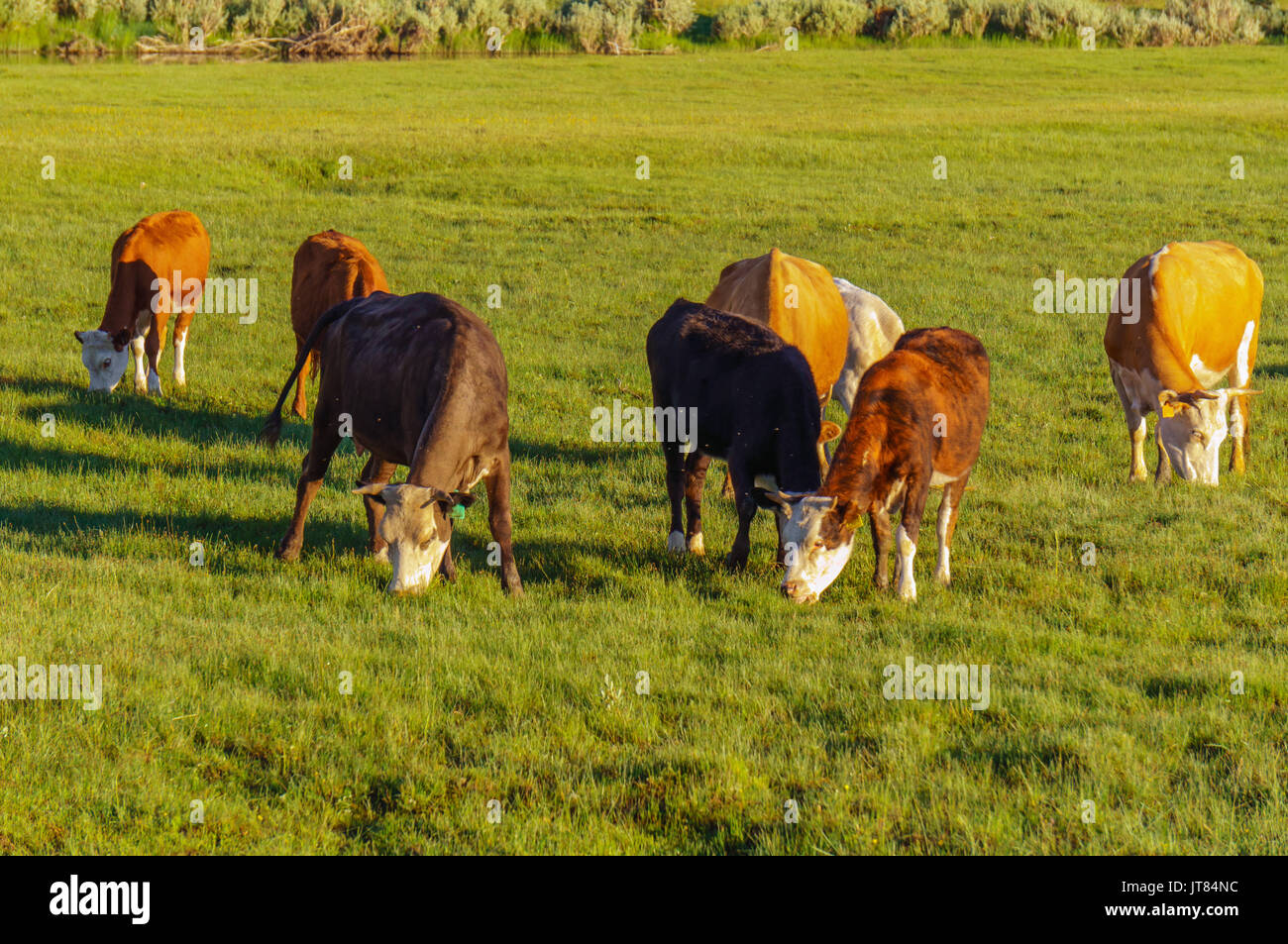 Cows and calves grazing in a meadow in sunrise light Stock Photo - Alamy