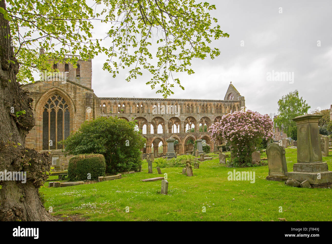Ornate and imposing ruins of Jedburgh abbey with graveyard, trees, and flowering shrubs, in Scotland Stock Photo