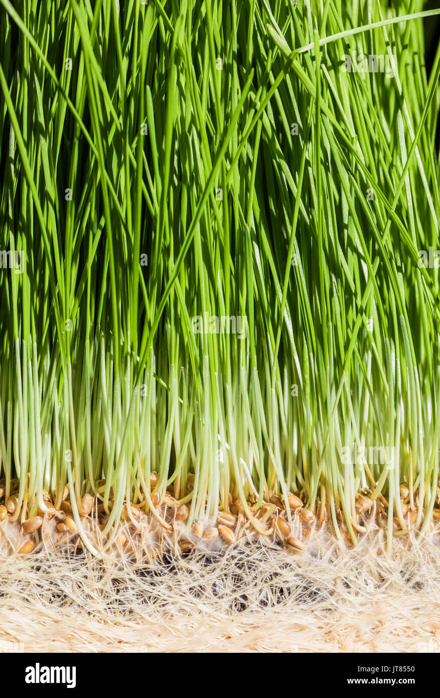 Wheatgrass details of the Roots, Seeds and Healthy Mature Sprouts Ready ...