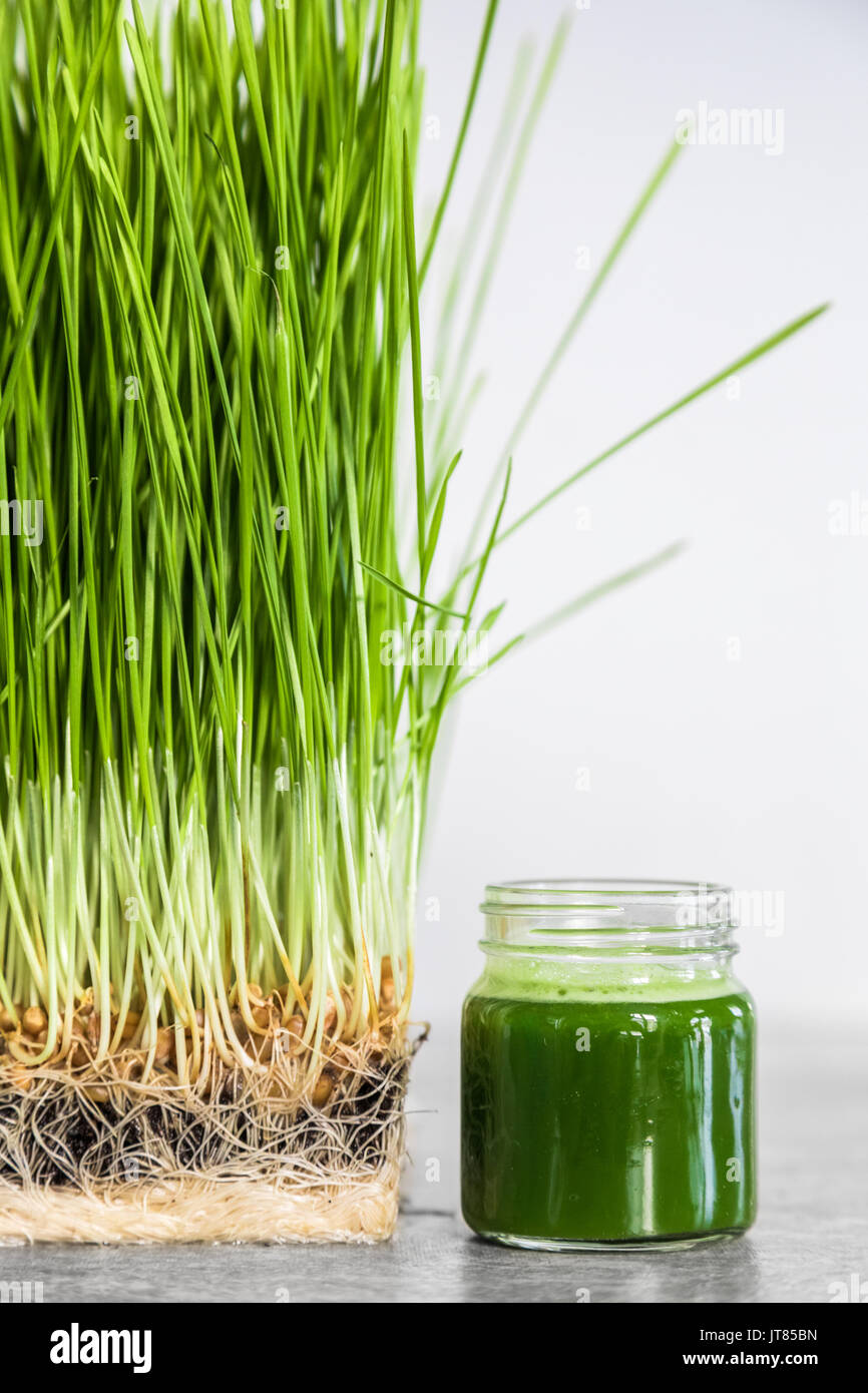 Wheatgrass details of the Roots, Seeds, Sprouts and Healthy Juice Shot ...