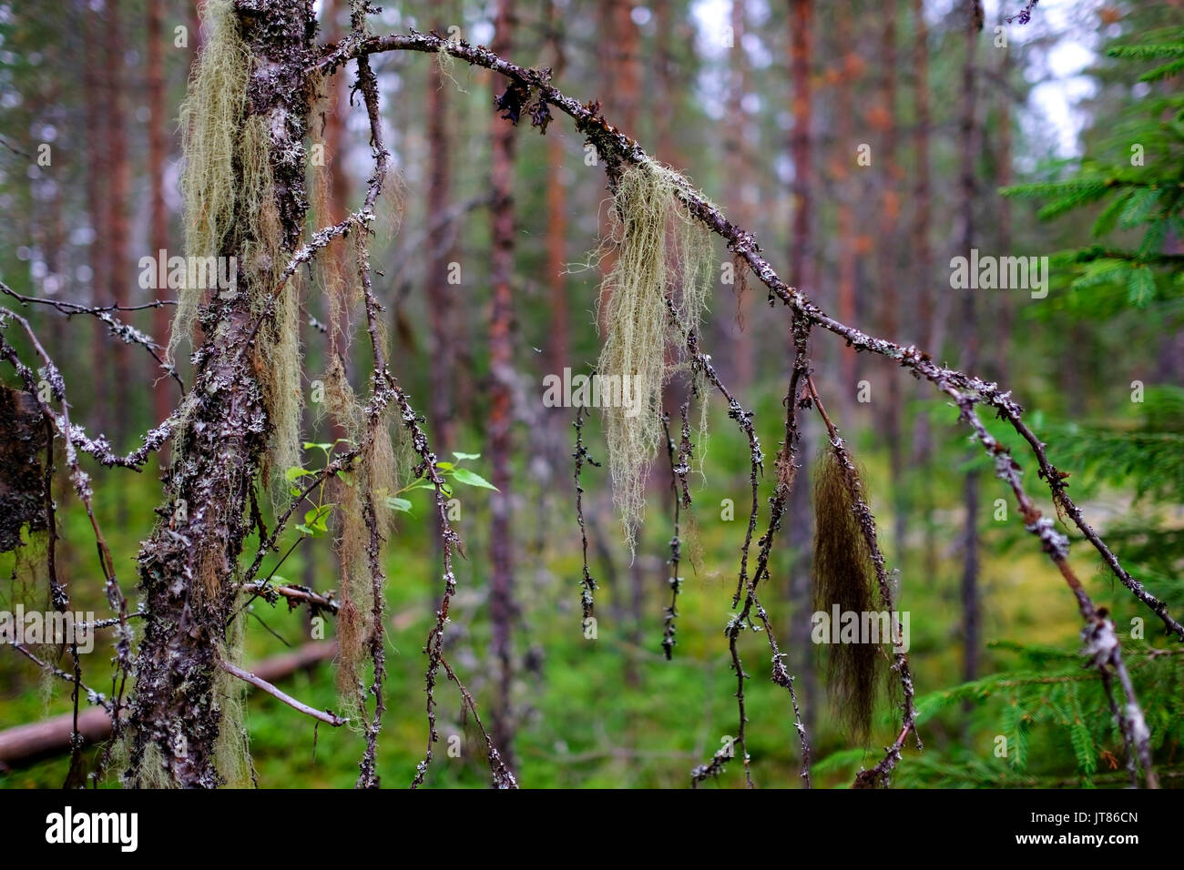 A multicolored lichen Usnea hangs on a birch branch in a wild forest. Stock Photo