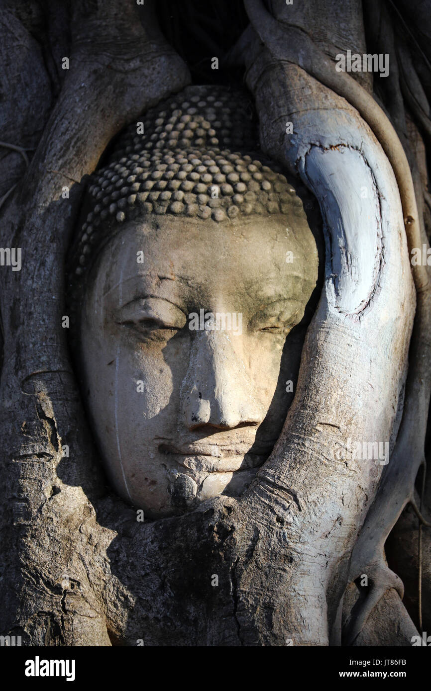 The stone head of a Buddha statue in the roots of a Bodhi tree in Wat