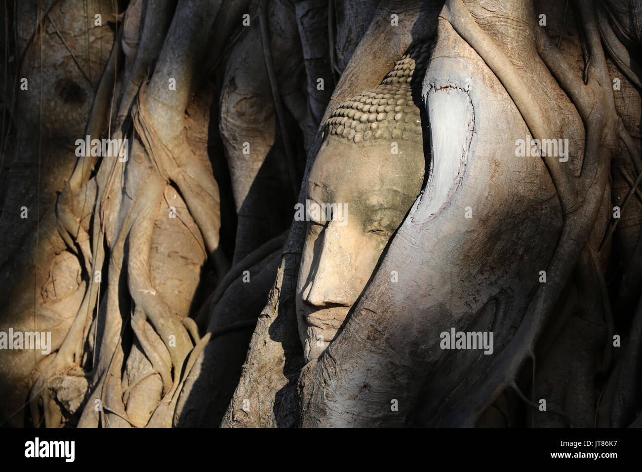 The stone head of a Buddha statue in the roots of a Bodhi tree in Wat Mahathat, Ayutthaya, Thailand Stock Photo