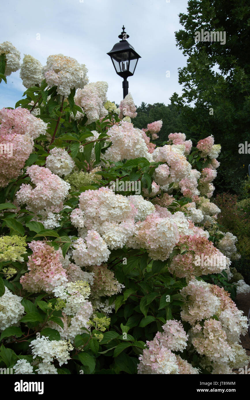 White hydrangea flowers hi-res stock photography and images - Alamy