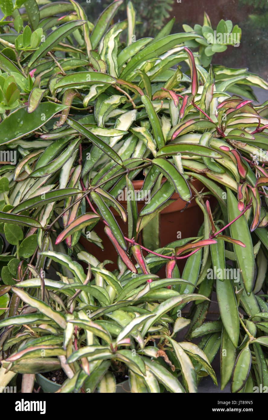 HOYA KENTIANA VARIEGATA Stock Photo - Alamy
