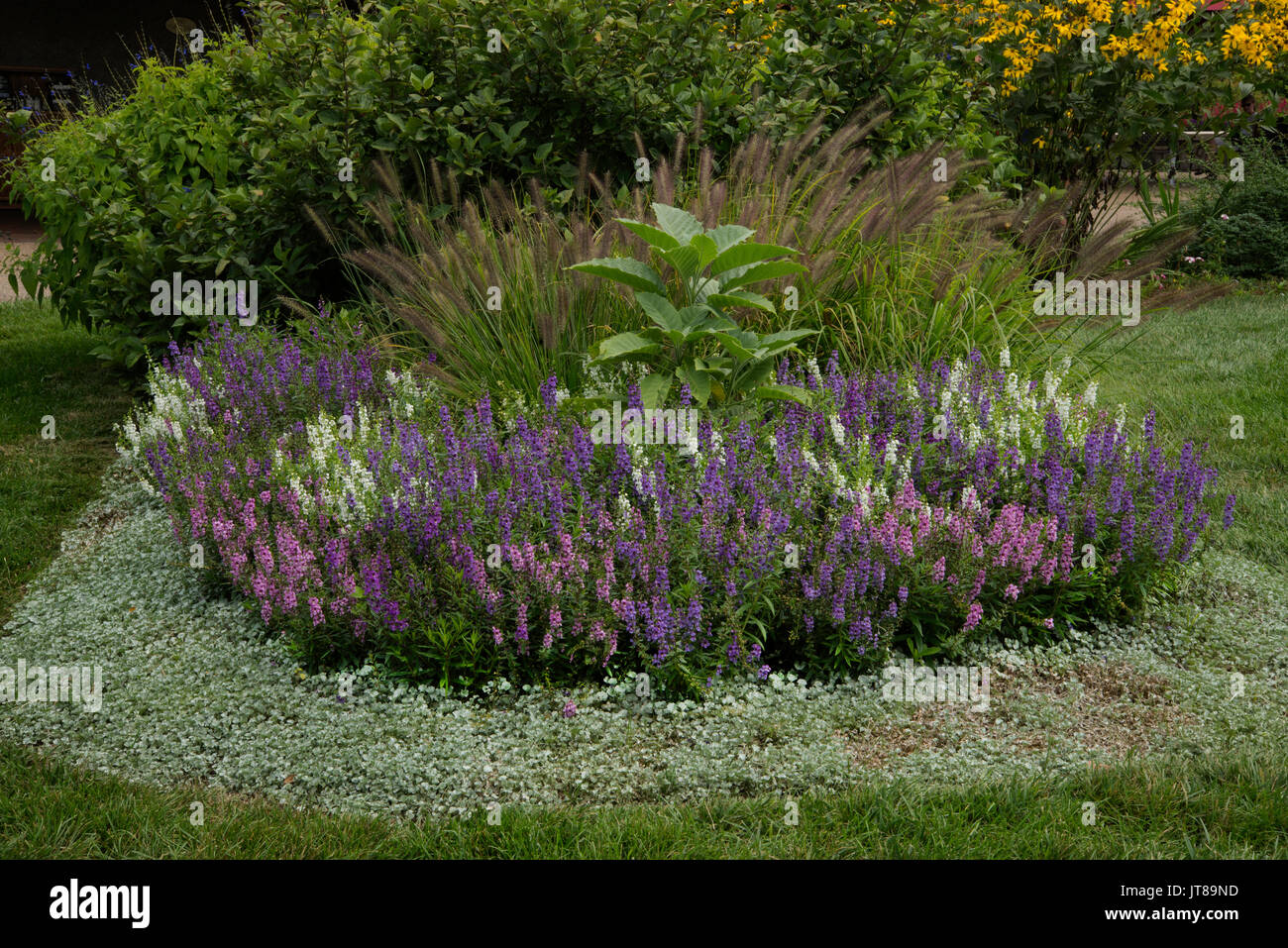 Angelonia border with dichondra, datura, pennisetum, Stock Photo