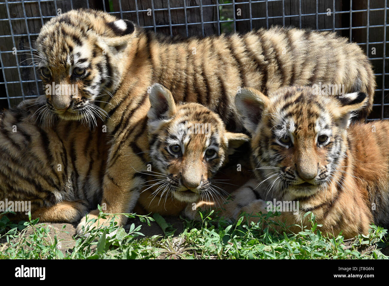 Hodonin, Czech Republic. 07th Aug, 2017. Three of four young tigers are ...