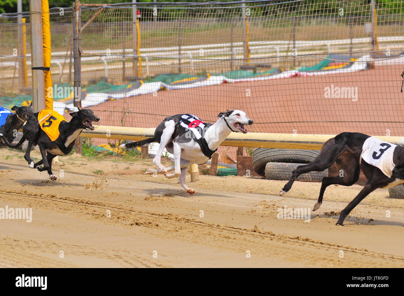 Greyhound Racing Uk High Resolution Stock Photography And Images Alamy