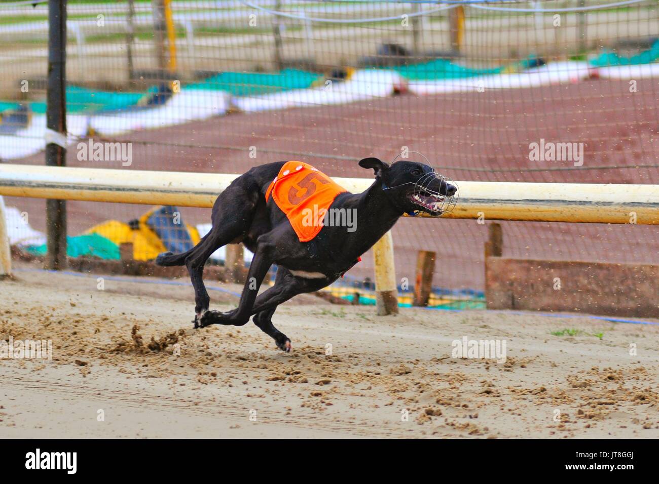 20+ Greyhound results archive best advice