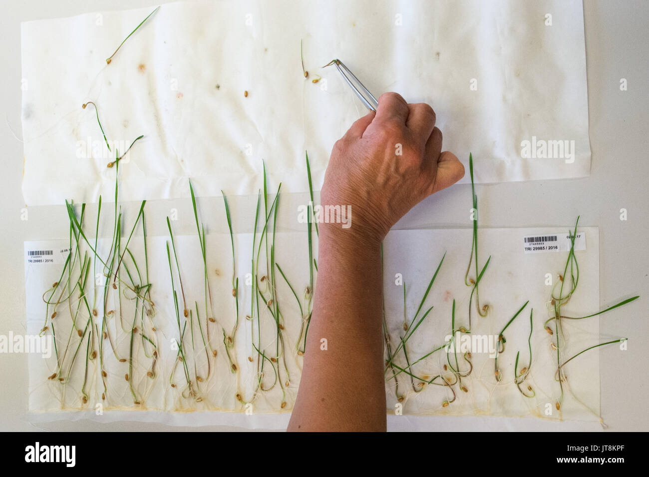 Gatersleben, Germany. 8th Aug, 2017. An employee of the Leibniz-Institute of Plant Genetics and Crop Plant Research (IPK) sorting wheat seedlings at the IPK in Gatersleben, Germany, 8 August 2017. The IPK collects seeds form around the world, with 150,000 samples in its gene bank, which is the biggest in the European Union. Photo: Klaus-Dietmar Gabbert/dpa-Zentralbild/ZB/dpa/Alamy Live News Stock Photo