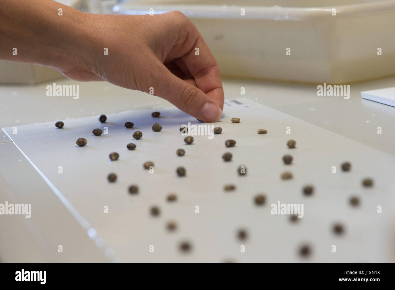 Gatersleben, Germany. 8th Aug, 2017. An employee of the Leibniz-Institute of Plant Genetics and Crop Plant Research (IPK) places lupin seeds on a damp sheet to let them germinate, in a lab at the IPK in Gatersleben, Germany, 8 August 2017. The IPK collects seeds form around the world, with 150,000 samples in its gene bank, which is the biggest in the European Union. Photo: Klaus-Dietmar Gabbert/dpa-Zentralbild/ZB/dpa/Alamy Live News Stock Photo