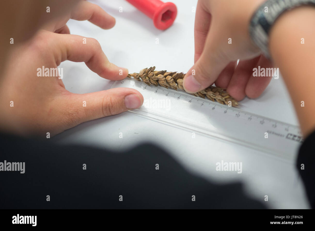 Gatersleben, Germany. 8th Aug, 2017. An employee of the Leibniz-Institute of Plant Genetics and Crop Plant Research (IPK) measures an ear of wheat at the IPK in Gatersleben, Germany, 8 August 2017. The IPK collects seeds form around the world, with 150,000 samples in its gene bank, which is the biggest in the European Union. Photo: Klaus-Dietmar Gabbert/dpa-Zentralbild/ZB/dpa/Alamy Live News Stock Photo