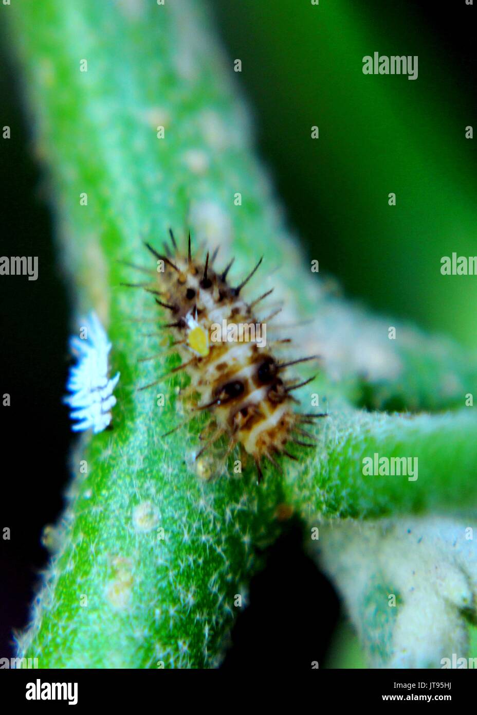 close-up, macro view of a small colorful caterpillar - insect  on a green plant - leaf - stem in a home garden in Sri Lanka Stock Photo