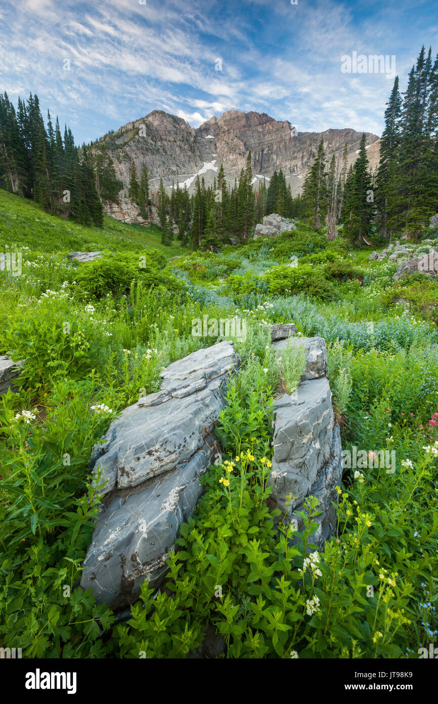 Albion basin wildflowers hi-res stock photography and images - Alamy