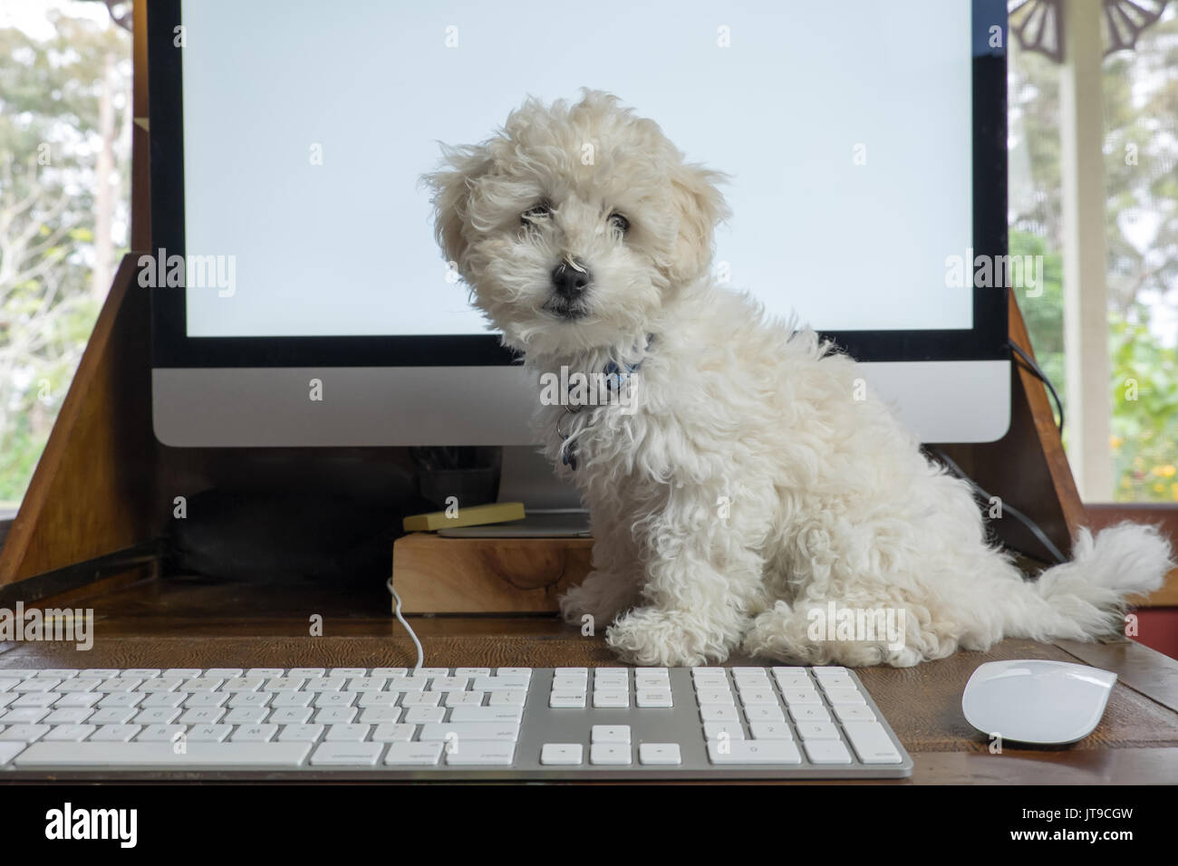 Working from home office with bichon frise puppy dog on desk with