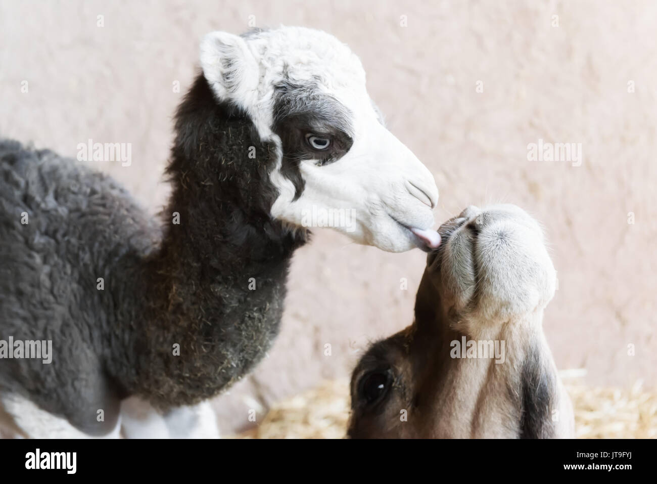 Face Of A Baby Camel High Resolution Stock Photography And Images Alamy Face Of A Baby Camel High Resolution Stock Photography And Images Alamy