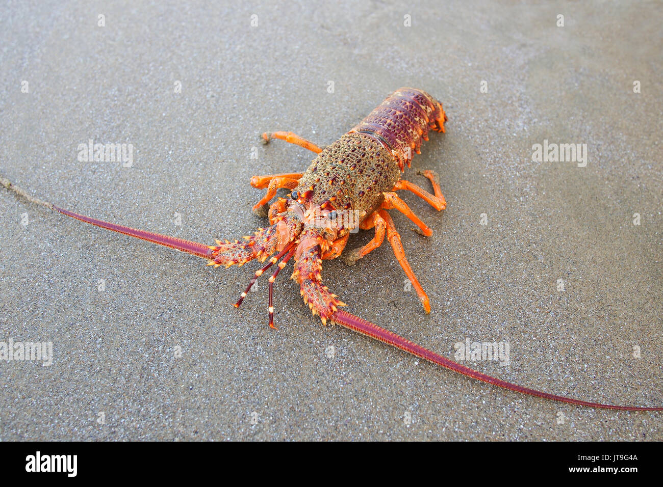 close-up on southern rock lobster on beach Stock Photo