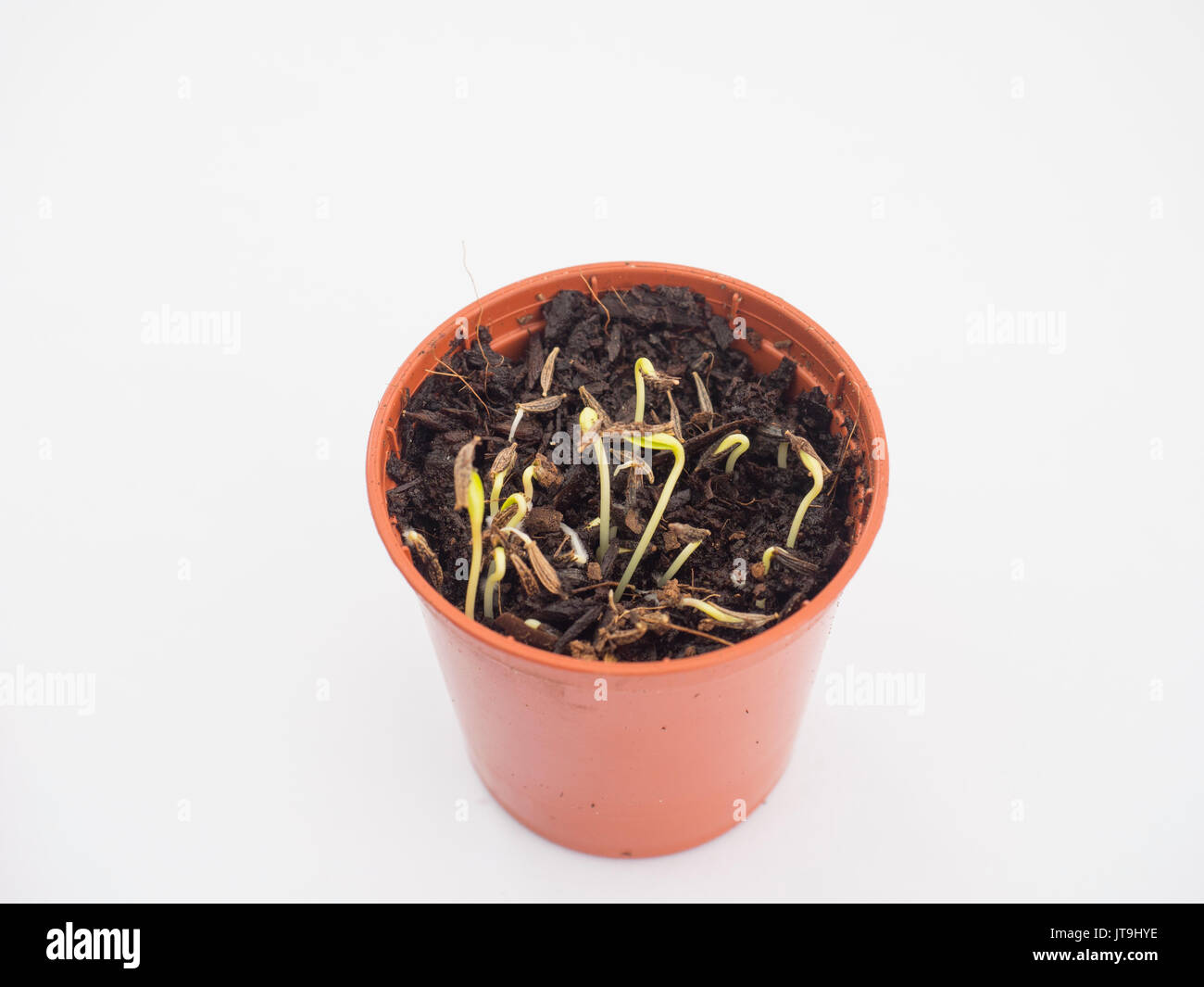 cosmos seedlings leggy cosmos seedlings leggy