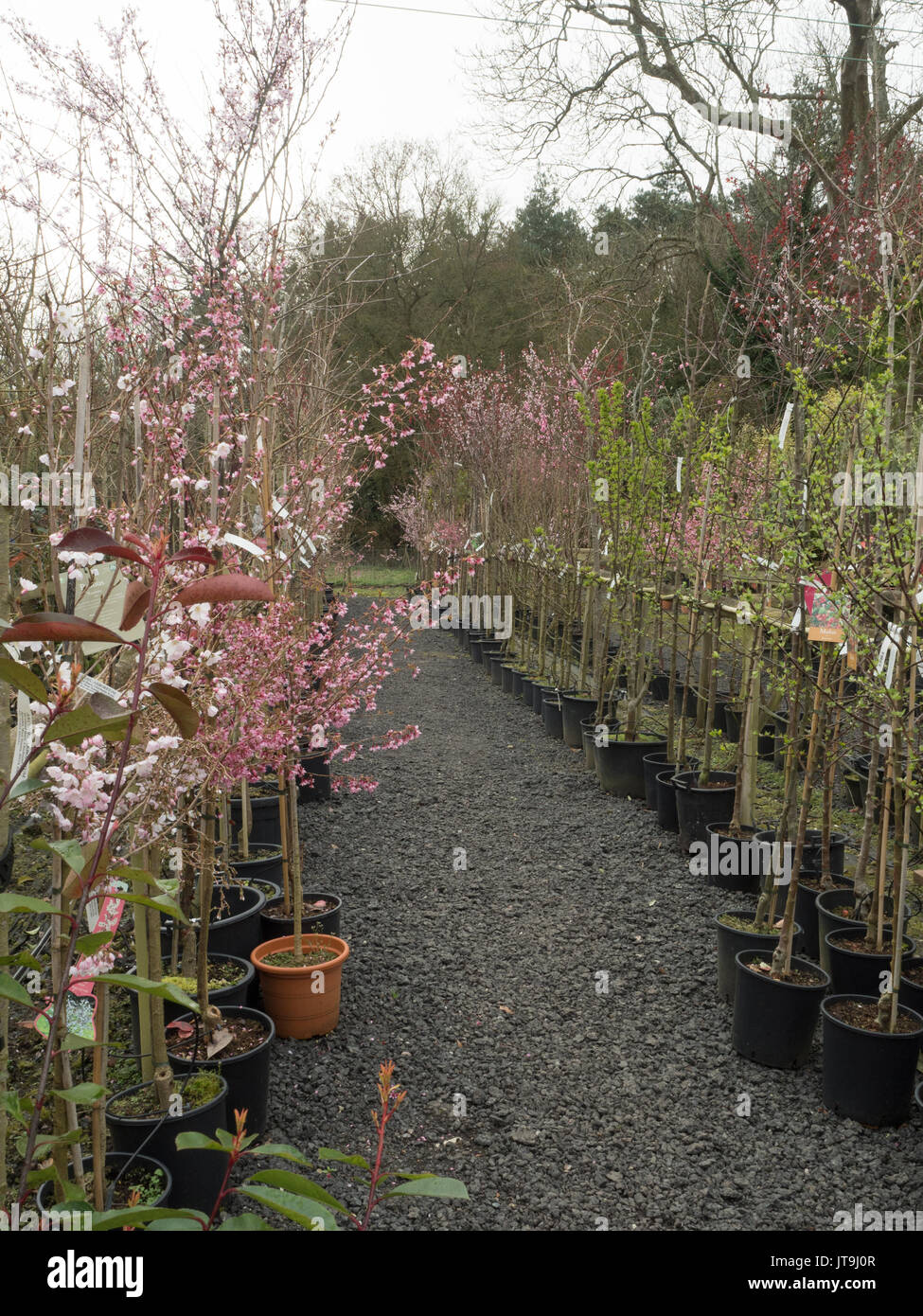 Nursery selling trees Stock Photo Alamy