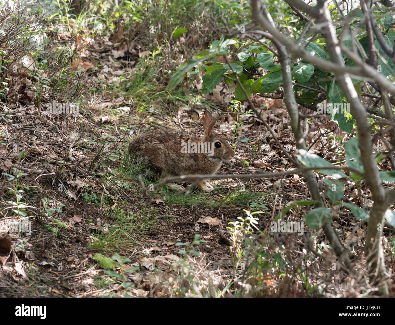 Rabbit Camouflage High Resolution Stock Photography and Images - Alamy