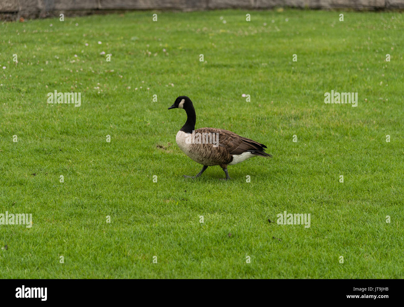 Canada goose in new york city hot sale