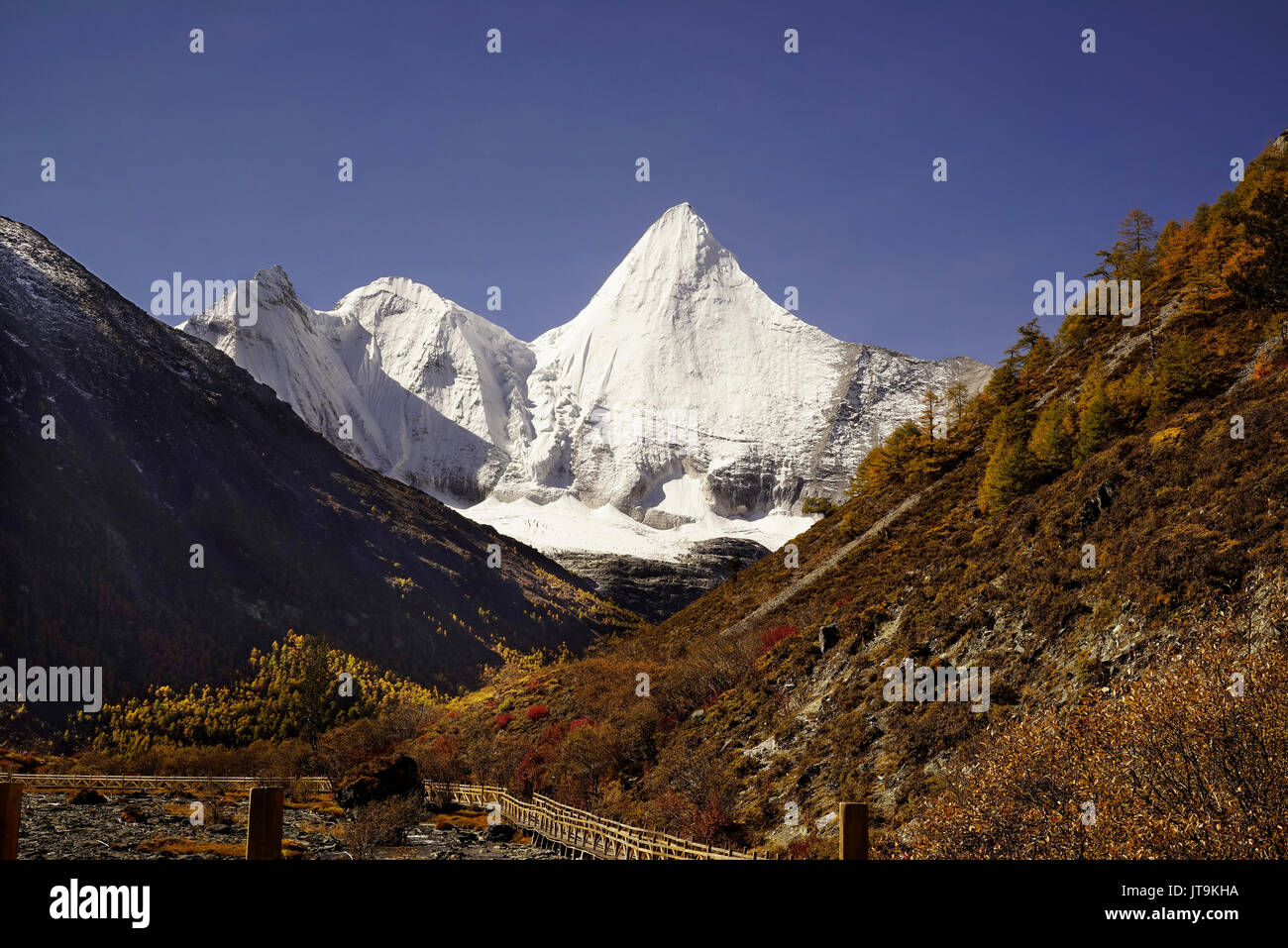 Shangri la, panorama view of holy snow-clad mountain Jambeyang and yellow orange autumn trees in valley with wooden footpath bridge in Yading national Stock Photo