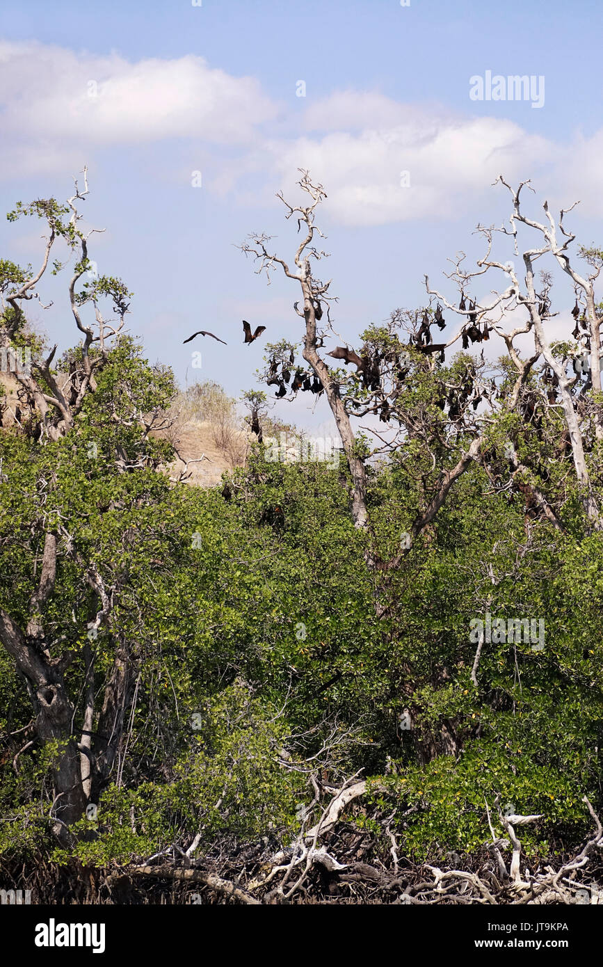 Giant black bats hanging on trees during sunny day in Flores, Indonesia Stock Photo