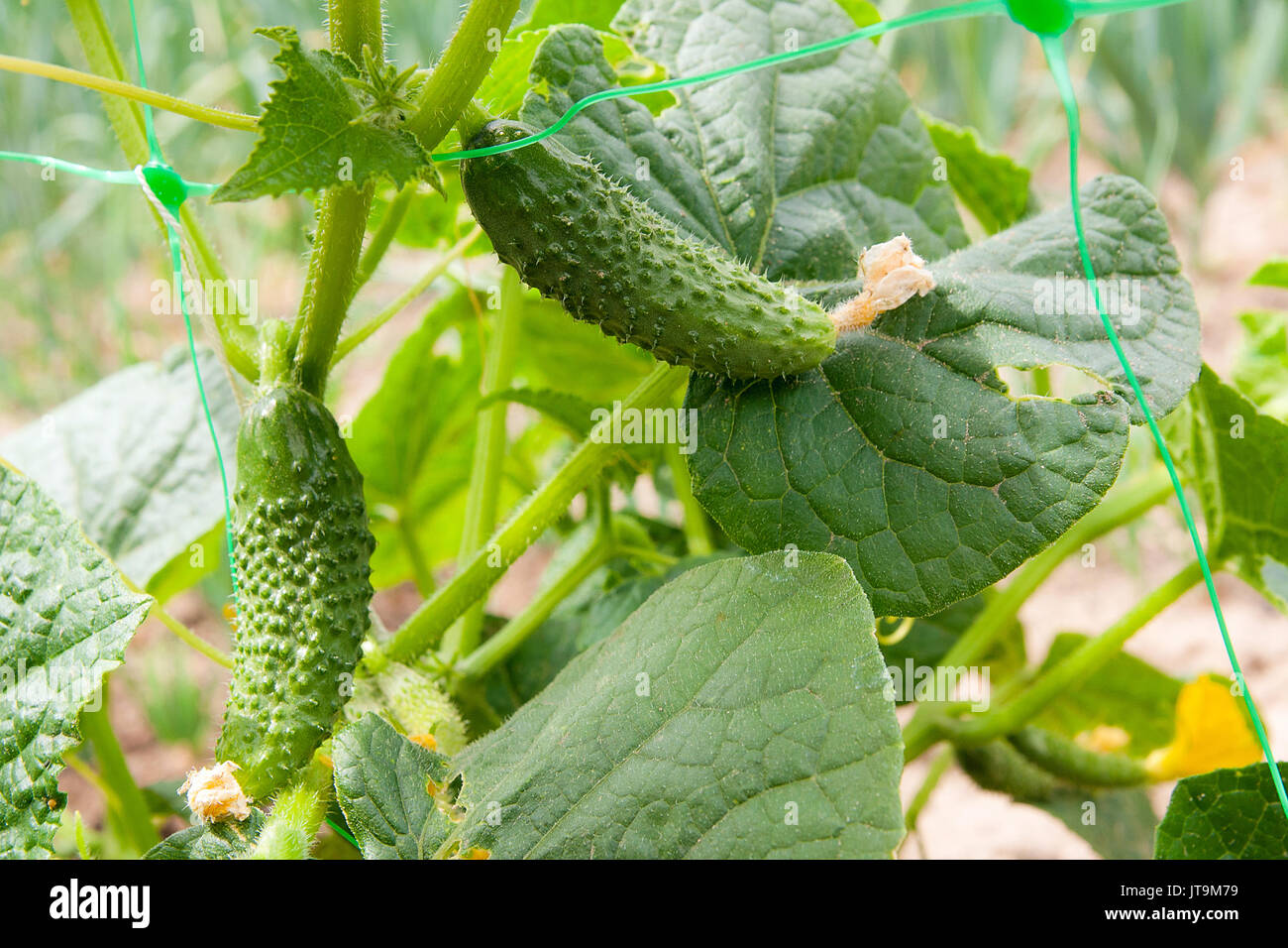 Урожай огурцов. Огурец мева f1. Получить урожай огурцов. Получить урожай огурцов. Сбор урожая огурцов.