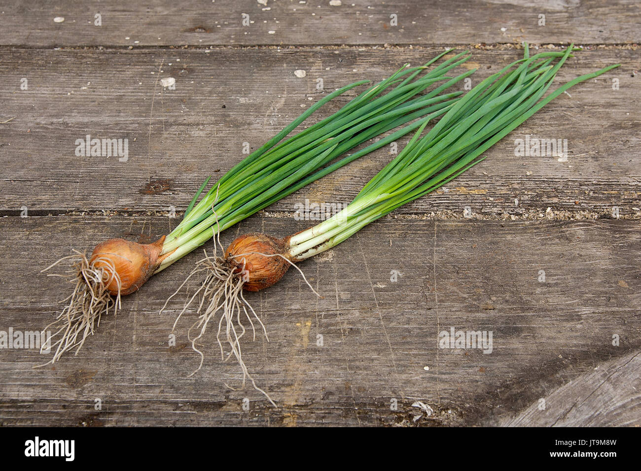 Spring onions are rich in vitamins,minerals and natural compound. Green