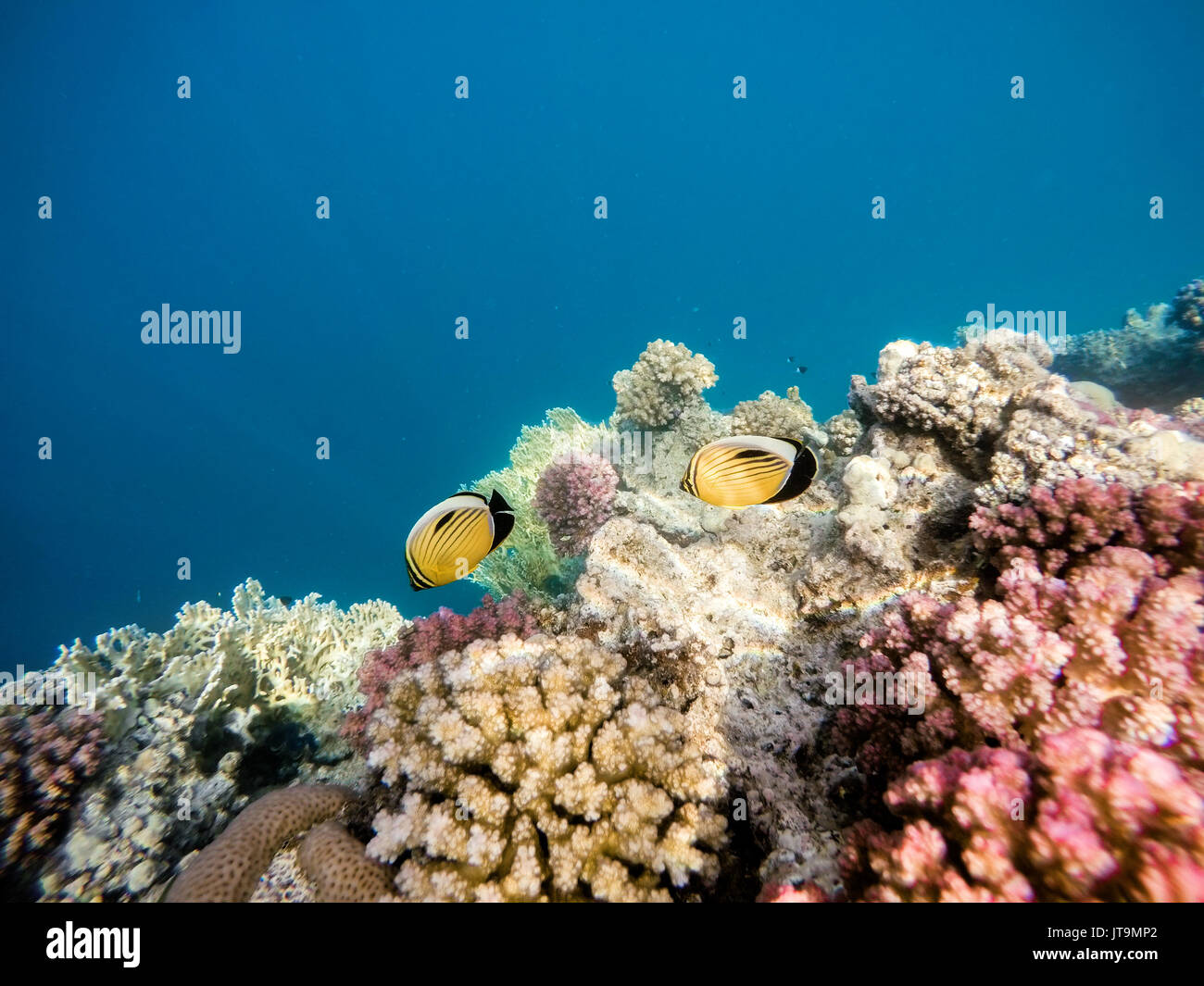 beautiful colorful coral garden with Blacktail butterflyfish in red sea, Marsa Alam, Egypt Stock Photo