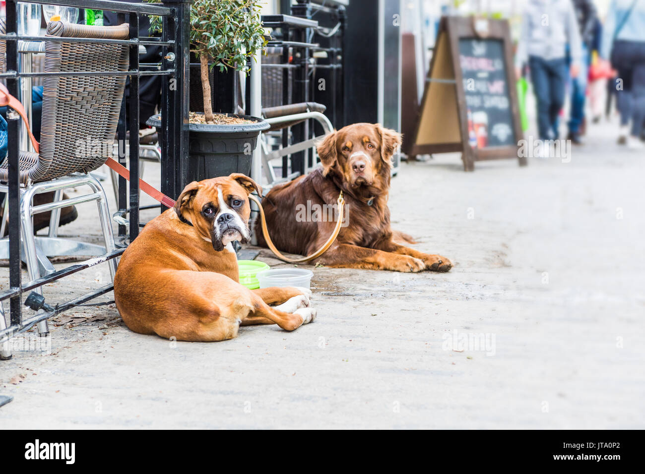 Two dogs lying down by restaurant with food bowls Stock Photo Alamy