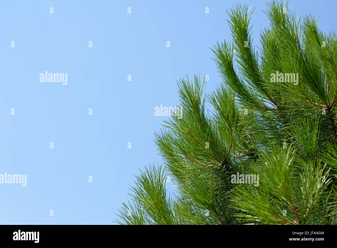 Green branches pine tree hi-res stock photography and images - Alamy