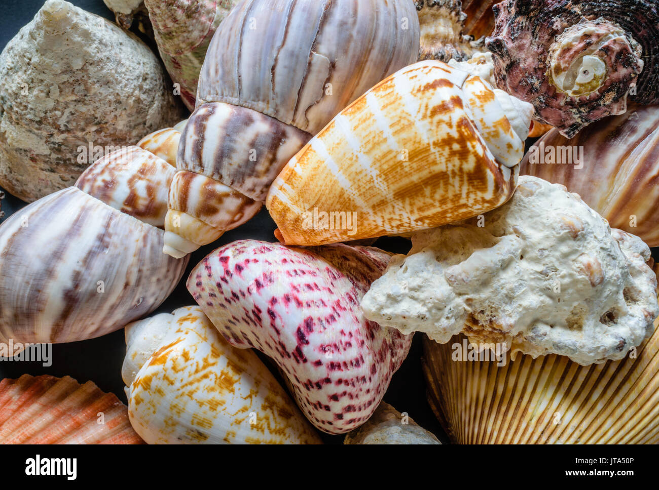 Closeup of  Variety of seashell including clam shells, mollusk, and conch.  Summer - Concept Stock Photo