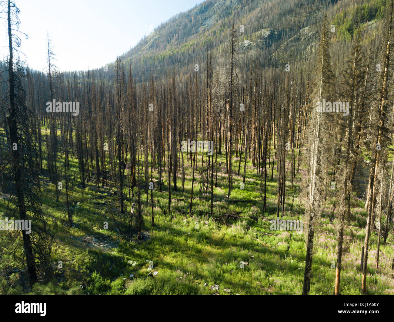 The burned out forest remains as a reminder the 2015 Wolverine Fire in the Okanogan-Wenatchee National Forest in Washington State. Stock Photo