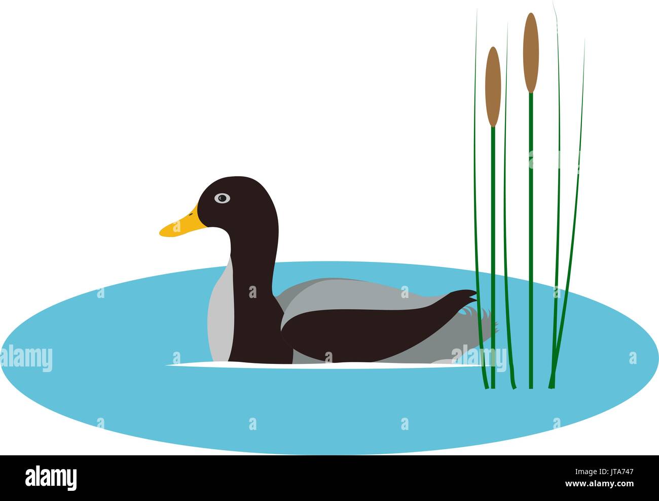 Vector illustration wild duck in pond with reeds Stock Vector