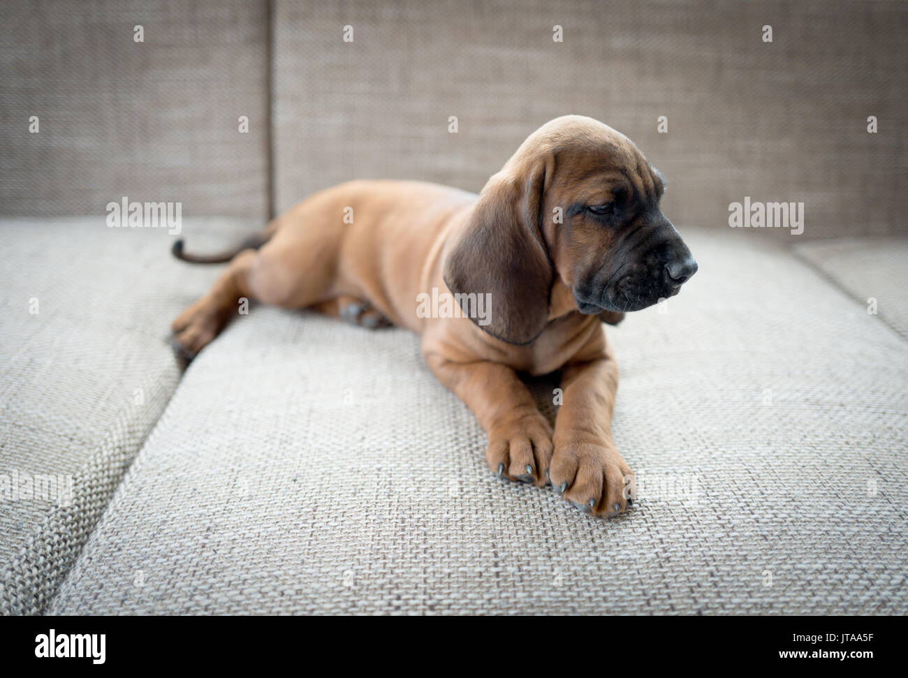 Puppy Of Hunting Dog Bavarian Mountain Hound Stock Photo Alamy