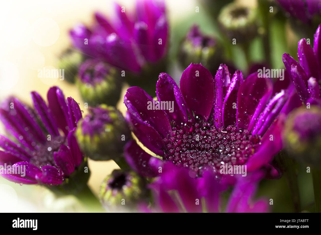 beautiful bouquet of purple flowers Stock Photo - Alamy