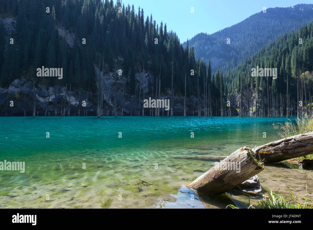 Dried trunks of Picea schrenkiana pointing out of water in Kaindy Lake, Tien Shan Mountains, Kazakhstan, Central Asia, Asia Stock Photo